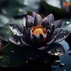 a water lily with drops of dew on it's petals and leaves in the foreground