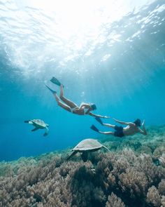 two people swimming in the ocean with sea turtles and corals around their feet,