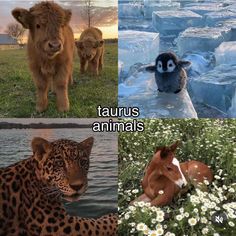 four different pictures with animals in them and the caption that says, taurus animals