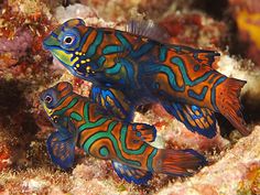 two orange and blue fish on a coral reef