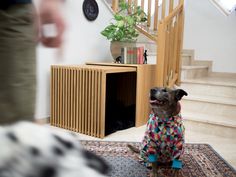 a dog is sitting on the carpet in front of a wooden cabinet and stair case