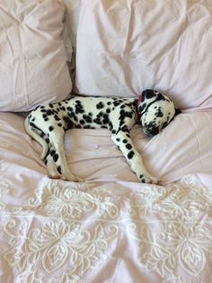 a dalmatian dog laying on top of a bed