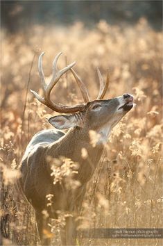 a deer with large antlers standing in tall grass