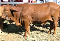 two brown cows standing next to each other on top of dry grass covered flooring