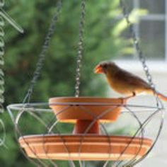 a bird is sitting on top of a feeder