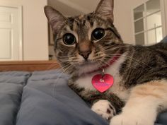 a cat laying on top of a bed with a red tag around it's neck