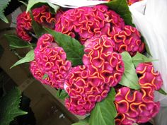 pink and orange flowers in a white bag