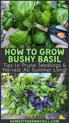 how to grow bush hy basil tips to future seeding and harvest all summer long