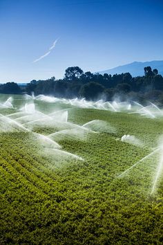 the sprinkles are spraying water onto the field in preparation for harvesting