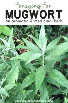 green plants with the words foraging for mugwort an aroma & medical herb