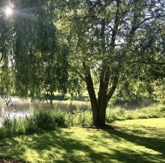 the sun shines brightly through the trees by the water's edge in this park setting