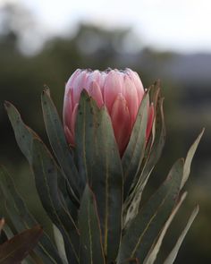 a pink flower with green leaves in the foreground