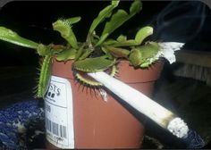 Fly Trap, Mansion, See More, Google Search, Plants