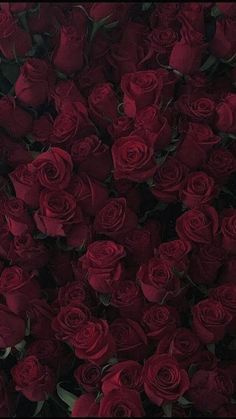 a bunch of red roses with the words desculpe por nao reg te beldido