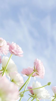 pink and white flowers against a blue sky