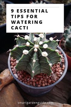 a cactus in a pot with the words 9 essential tips for watering cacti