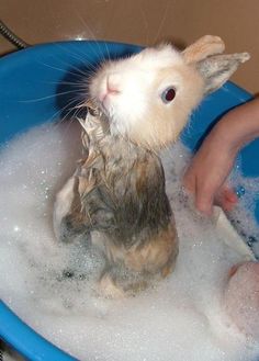 a rabbit in a bathtub being bathed by someone's hand with soap on it