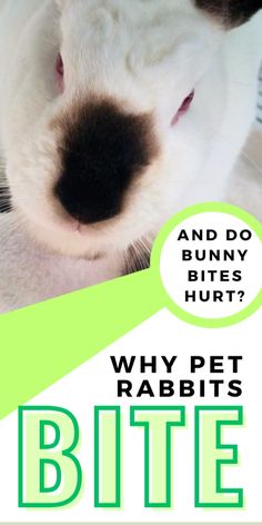 a white and black dog with its nose close to the camera text reads, and do bunny bites hurt? why pet rabbits bite