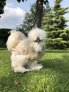 a fluffy white dog standing in the grass