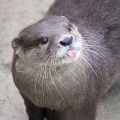 an otter is standing on the ground with its mouth open