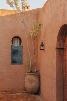 a potted plant sitting on the side of a building next to a door and window