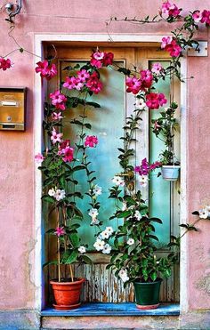 pink flowers are growing on the outside of a door