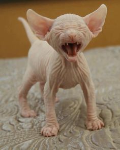 a hairless cat with its mouth open and it's teeth wide open, standing on a bed