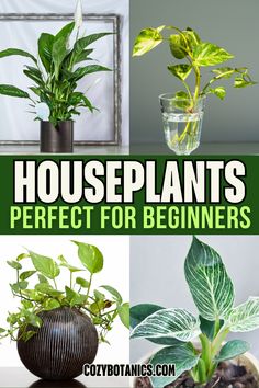 If you're curious about indoor plants but worried you can’t keep them alive, our guide to 10 easy-care houseplants for beginners has you covered! These resilient plants thrive with minimal care, making them perfect for total beginners. Add natural beauty, fresh air, and a touch of greenery to your home with confidence. Discover which beginner houseplants are perfect for you! Plants For Clean Air, Indoor Plants Clean Air, Plant Fertilizer, Low Light House Plants, Hanging Plants Diy, Hanging Plants Indoor, Fertilizer For Plants, Best Indoor Plants, Houseplants Indoor