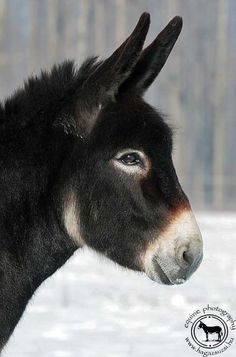 a black and white donkey standing in the snow