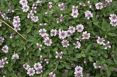 small purple and white flowers growing in the grass