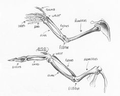 an image of a diagram of the bones