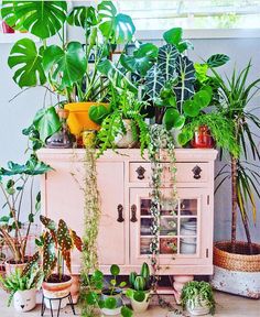 an old dresser is filled with houseplants and potted plants for sale on instagram