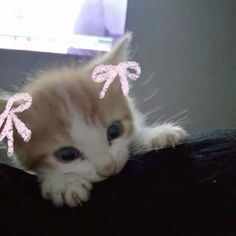 an orange and white kitten laying on top of a desk