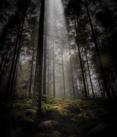 sunbeams shine through the trees in a forest filled with green moss and ferns