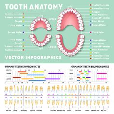 Orthodontist human tooth anatomy vector ... Dental Diagram, Dental Assistant Study Guide, Dental Terminology, Teeth Diagram, Dental Notes, Tooth Anatomy, Dental Assistant School, Dental Hygienist School, Teeth Anatomy