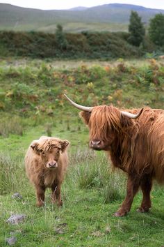 two long haired cows standing in a grassy field