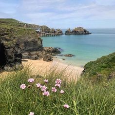 some pink flowers are in the grass by the water and rocks on top of it