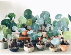 there are many potted plants that are on the table in front of each other