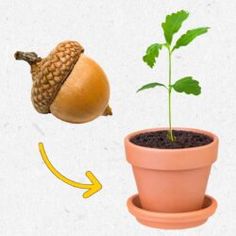 an acorn is growing out of a clay pot next to a plant with leaves