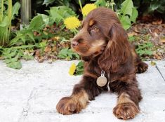 a brown dog laying on top of a cement floor next to yellow dandelions