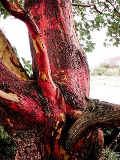 a tree that has been painted red and yellow