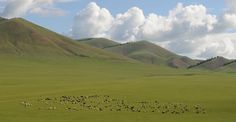 a herd of sheep grazing on a lush green field under a cloudy blue sky with mountains in the background