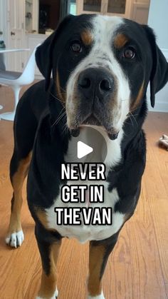 a black and white dog standing on top of a wooden floor