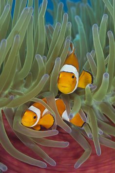 two clown fish in an sea anemone