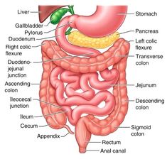 the anatomy of the human body and its major organs, including the liver, stomach, bile