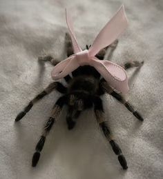 a close up of a spider on a bed with a pink ribbon around it's head