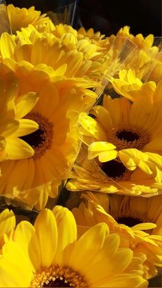 yellow sunflowers are arranged in a square arrangement with clear vases behind them