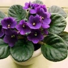 purple flowers are in a white vase with green leaves