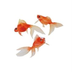 three goldfish swimming side by side on a white background