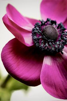 a pink flower with black stamen on it